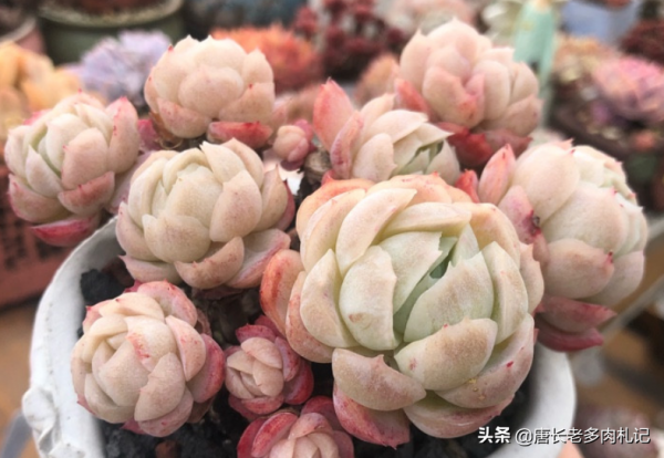 冰梅和雙子貝瑞,一直分不清的2種多肉,養過才知道起碼有4點區別 冰梅和雙子貝瑞,一直分不清的2種多肉,養過才知道起碼有4點區別