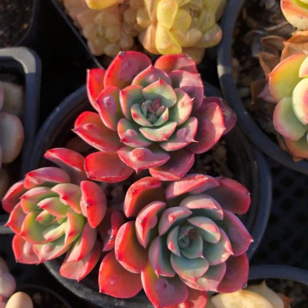 「奇聞異錄」美物使人愉悅：來自多肉的“自拍”