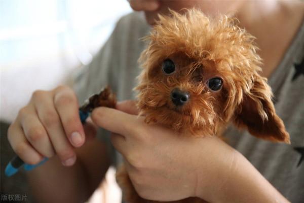 “隱形殺手”犬心絲蟲,狗狗有這些症狀,主人可要注意了 “隱形殺手”犬心絲蟲,狗狗有這些症狀,主人可要注意了