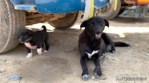 幼犬接連離世後,狗媽媽為了給小狗找好歸宿,主動帶人類去看孩子 幼犬接連離世後,狗媽媽為了給小狗找好歸宿,主動帶人類去看孩子