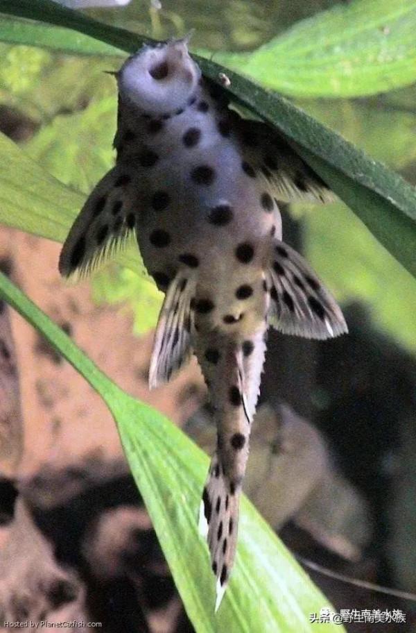 每天認識一種南美魚｜（71）老鼠斑異型