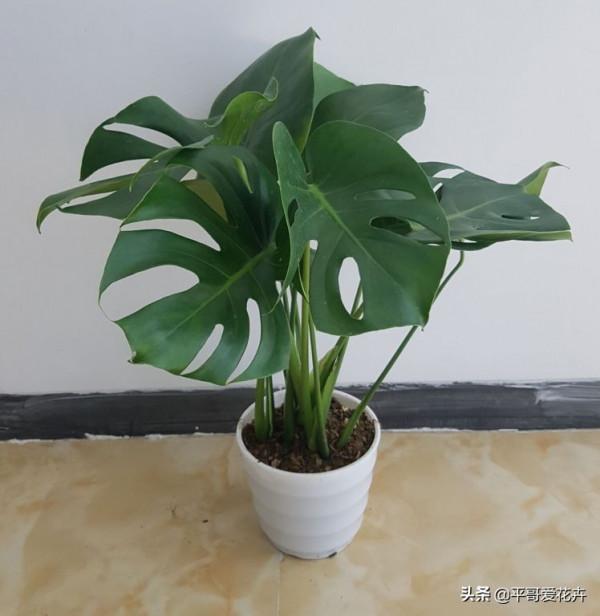 家裡採光差？推薦4種“耐陰花”，隨便養幾盆，照樣很“上檔次”