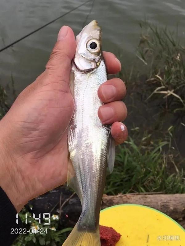 上陣父子兵，不經意間盡然釣到心念唸的馬口魚，真是野釣驚喜多