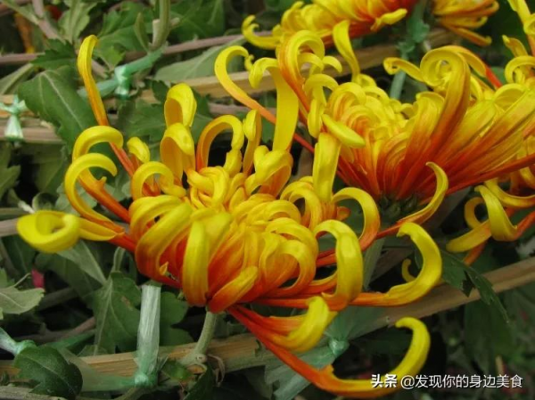 傲霜菊花奪人眼