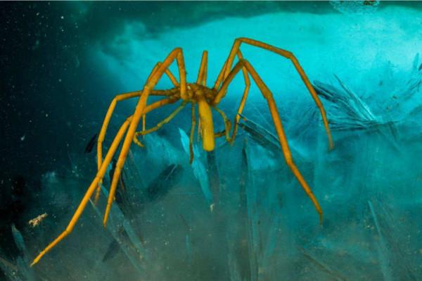 海蜘蛛用5億年親身證明一個道理：“只要足夠廢物，就沒天敵”