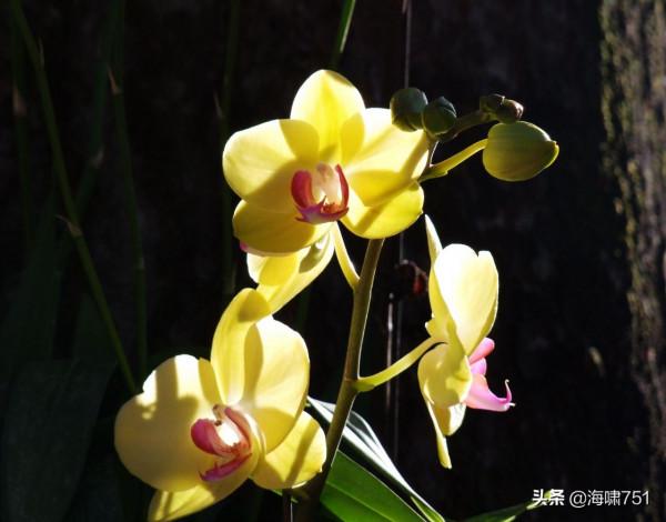 花中極品蝴蝶蘭 花中極品蝴蝶蘭