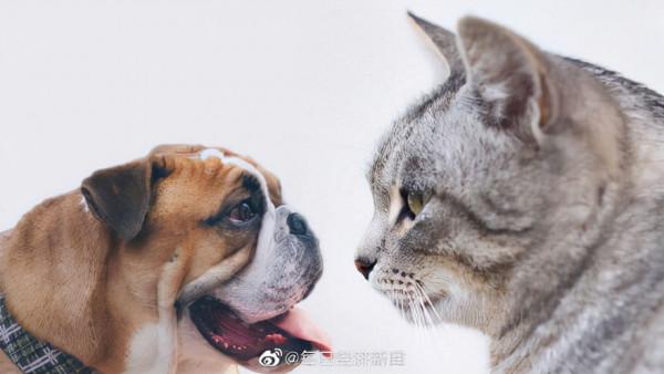 日本養一隻貓平均花費8.6萬元