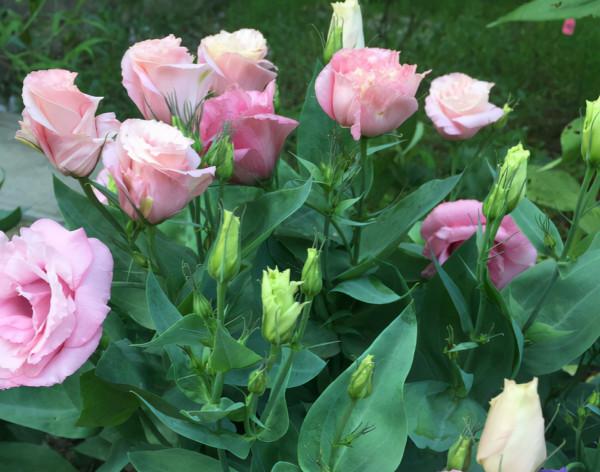 10種花,秋天種下正合適,錯過了要再等一年 10種花,秋天種下正合適,錯過了要再等一年