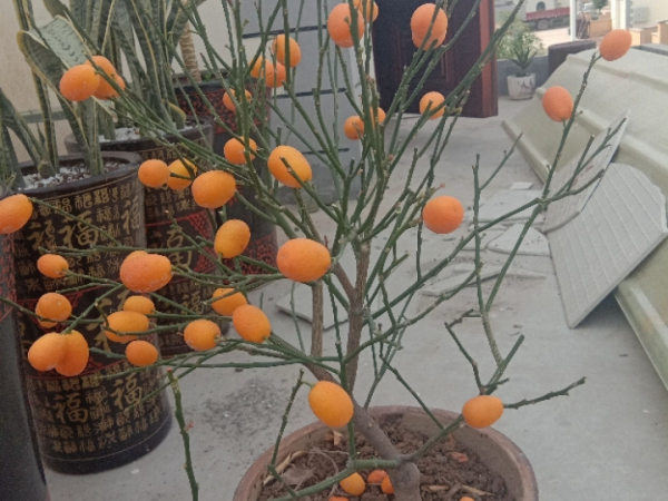 年宵花買回家，黃葉掉苞問題多，趕緊試試“急救”方法