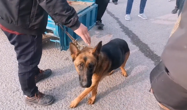 河南：460元，大爺搶下德牧，大爺：只當送我了，給它活命的機會