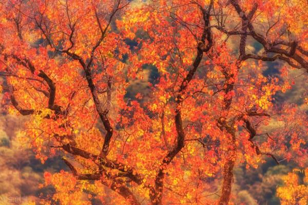 安徽又又又又又紅了 安徽又又又又又紅了