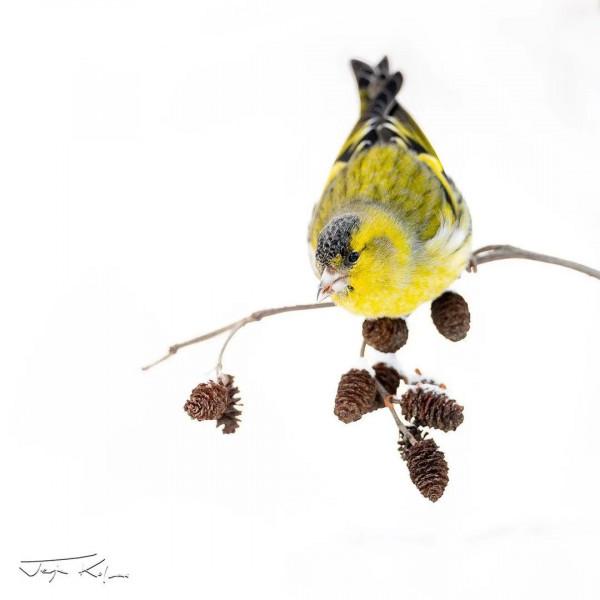 枝上有隻漂亮鳥兒……