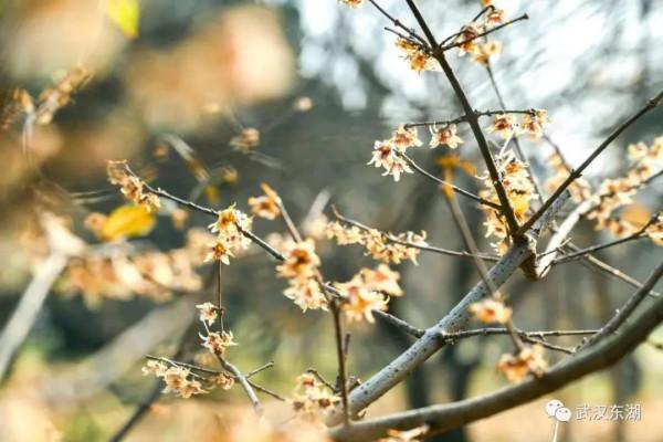 在東湖過元旦，好多新板眼！