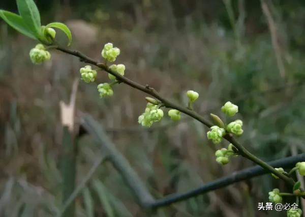 18種常見的先花後葉植物集錦 18種常見的先花後葉植物集錦