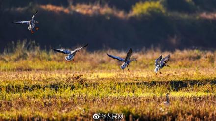 福建首次記錄到新鳥種斑頭雁 福建首次記錄到新鳥種斑頭雁