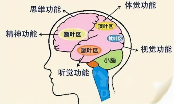 硬核科普:為什麼只有人類進化出高度發達的大腦? 硬核科普:為什麼只有人類進化出高度發達的大腦?