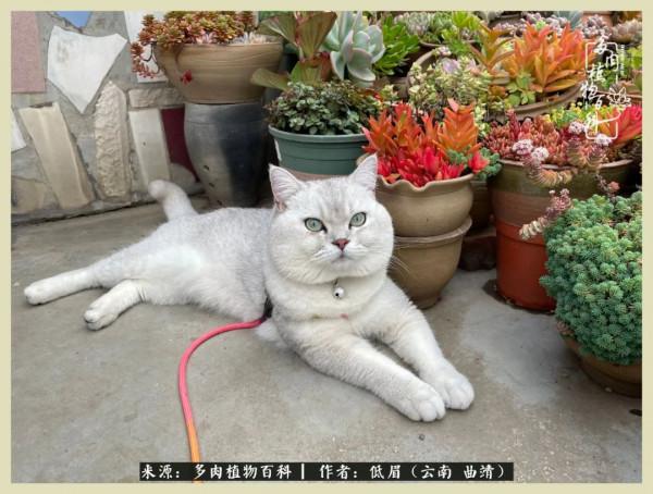 正是花好月圓時，再訪楊姐的屋頂花園