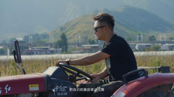 高山下的白草莓，一個海歸新農人的鄉村振興夢