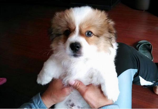 為什麼人們對貓容忍度很高,對狗卻異常嚴厲? 為什麼人們對貓容忍度很高,對狗卻異常嚴厲?