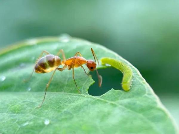 微距 奇妙的螞蟻世界