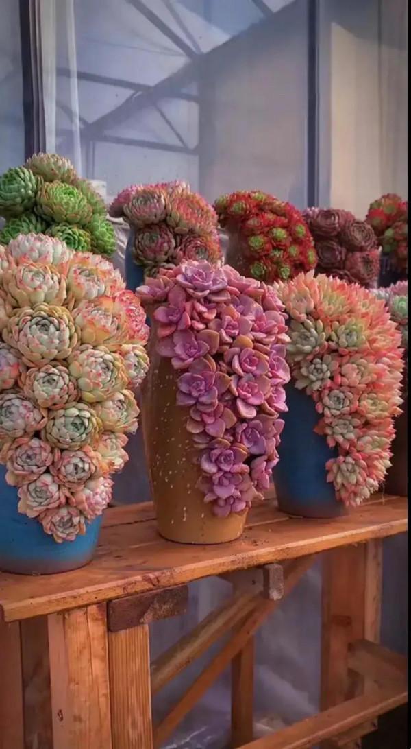 分享圖片，可愛的多肉們，收藏了