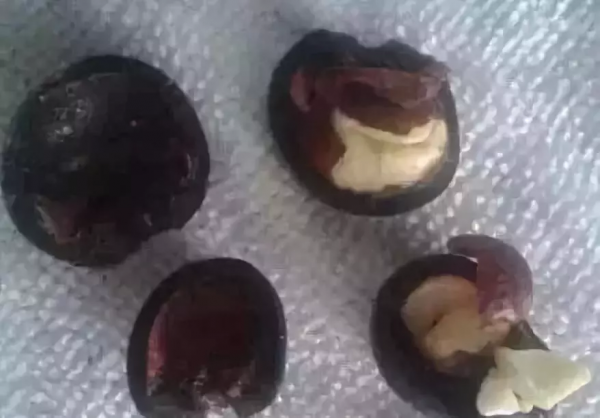 文玩還是要盤的，不盤就發芽了