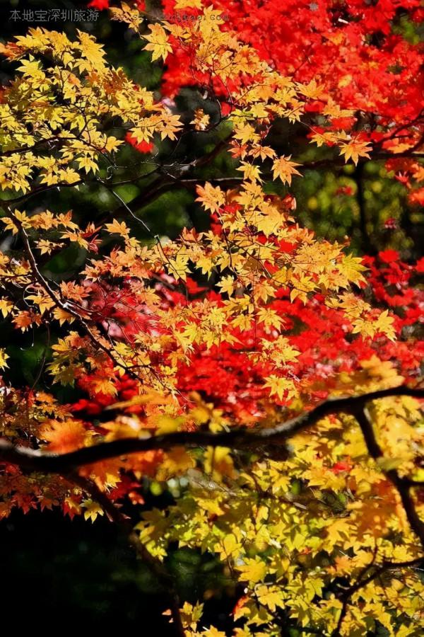 秋天來了，廣東楓葉已經美翻了，是觀賞好時節