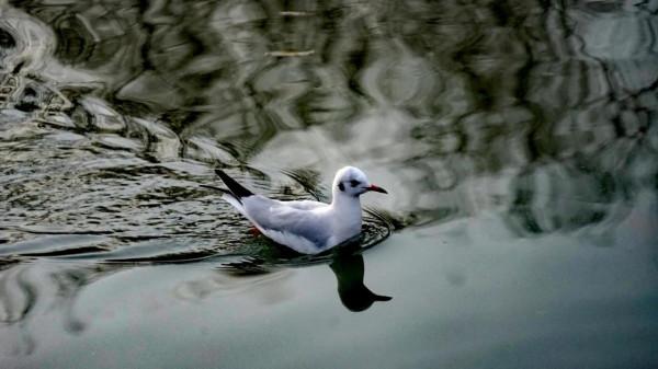 《冬日裡的鏡頭》之三：精靈鷗寶篇