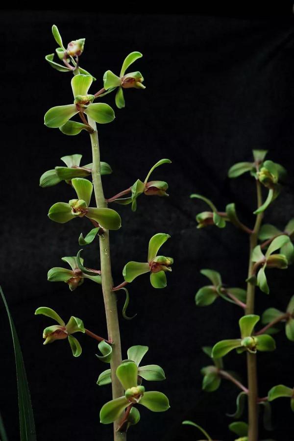 分享一組清新素雅的蘭花