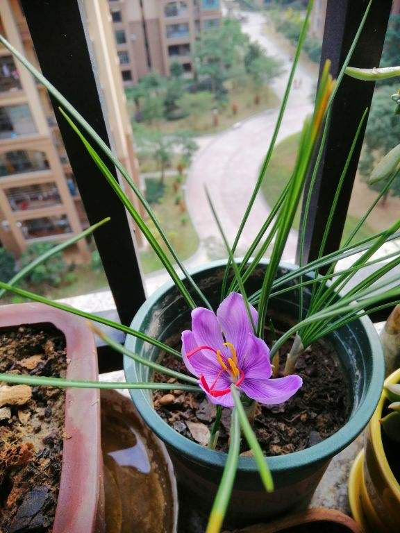 常見的8種植物，也是中藥，養在家裡特養人