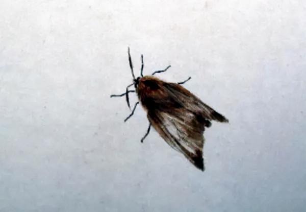 齊白石筆下的飛蟲,精細之極 齊白石筆下的飛蟲,精細之極