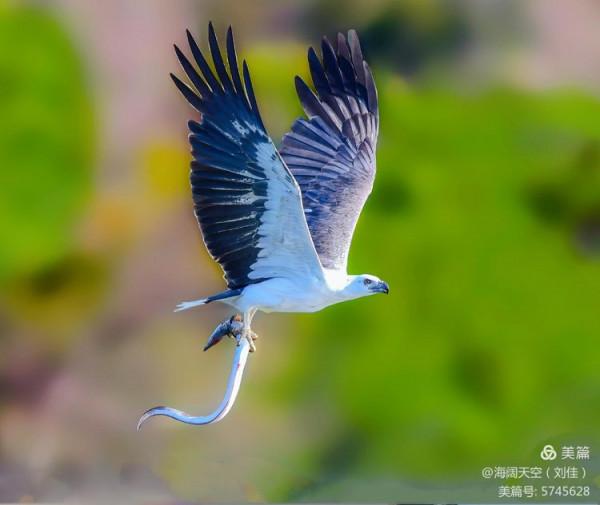鳥類空中的戰鬥機&mdash;&mdash;白腹海雕