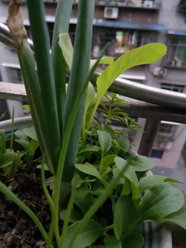 疫情來了也不怕沒青菜吃