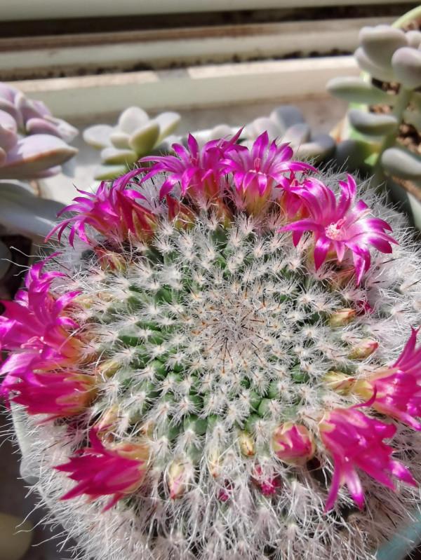 十年養花經歷，分享一下怎麼給花澆水