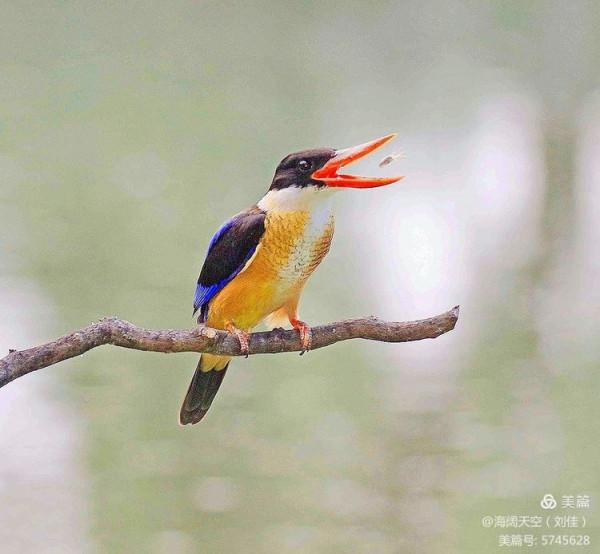 自然界中最美的鳥兒之一藍翡翠
