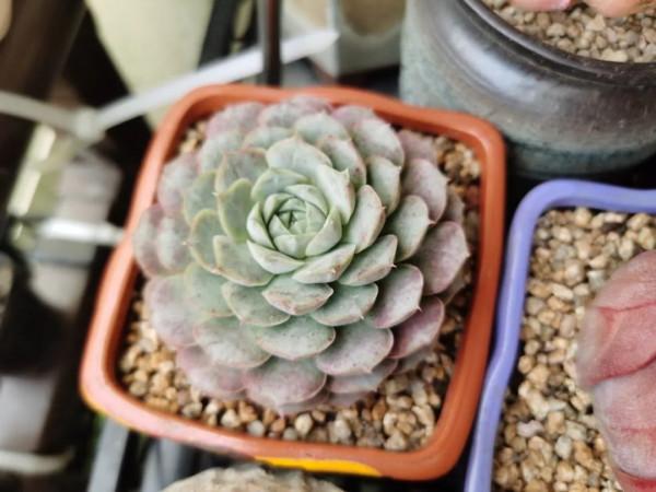 感謝遇見——在彼此的生命裡丰姿綻放