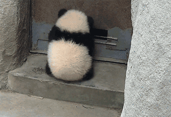 獅子和老虎為什麼不吃大熊貓？是因為打不過嗎？