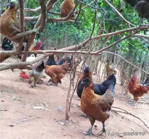養雞行情不理想，她靠這2招一舉扭轉不利局面，實現養殖規模倍增