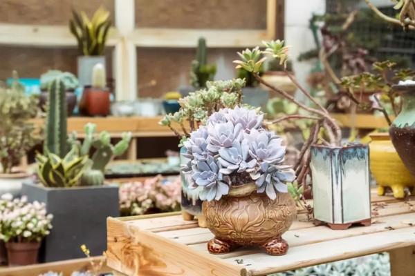 養花人都該學會的4項技能,養花方便還能省錢,輕鬆提升養花經驗 養花人都該學會的4項技能,養花方便還能省錢,輕鬆提升養花經驗