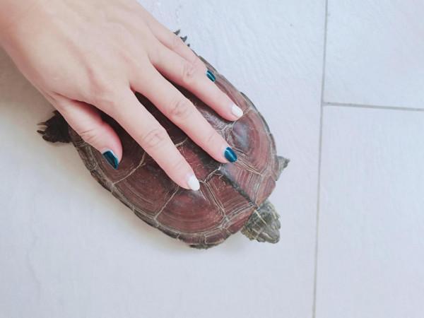 我有一隻養了12年的龜