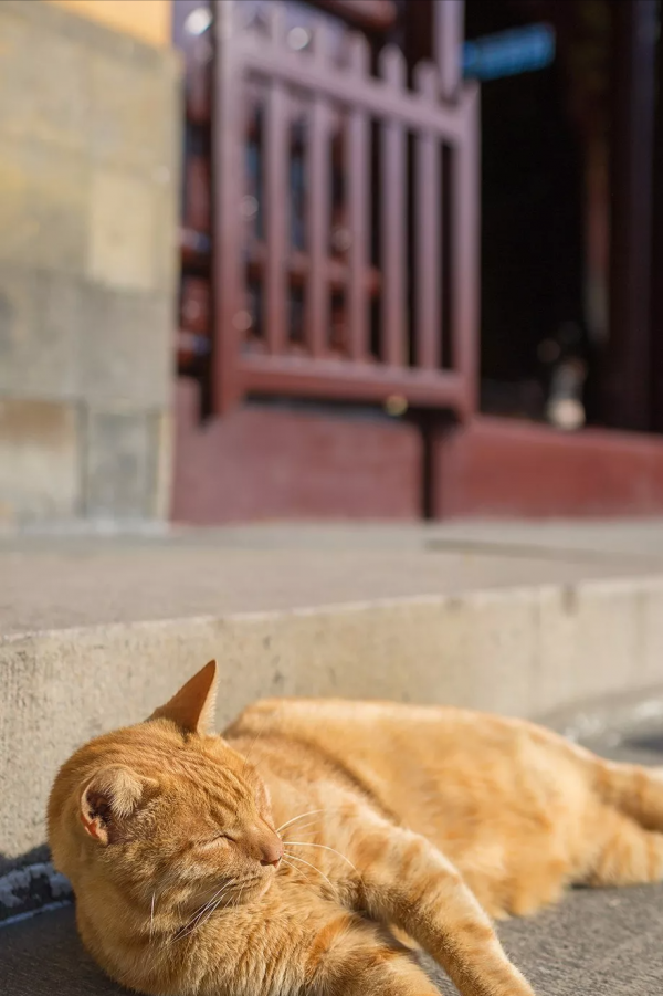 中國唯一主動退出4A景區的寺院，門票降至5元卻依然火爆