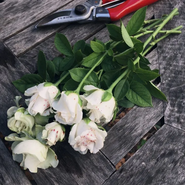 她改造的54㎡露臺花園，一個可在花叢中漫步的秘境，美不勝收