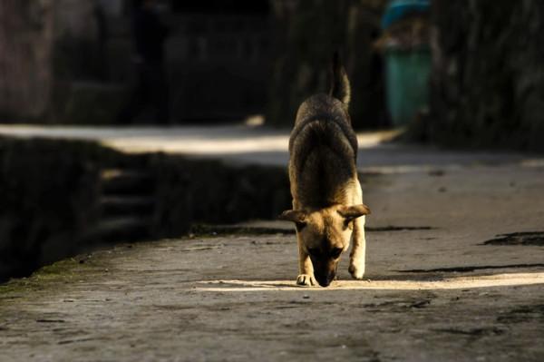 一隻會自己開門的土狗，閉上你說土狗的嘴