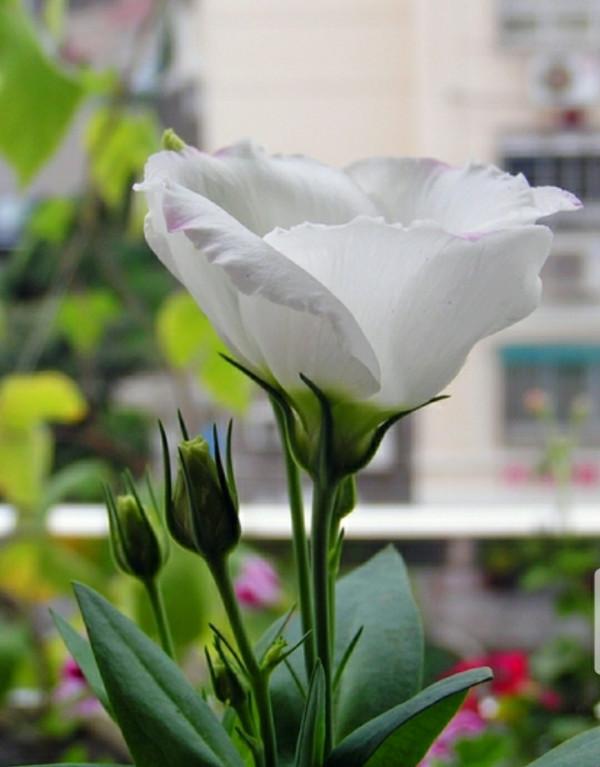 鈴兒響叮噹，迷你三胞胎：風鈴草，鈴蘭，鈴鐺花。你能分清嗎？