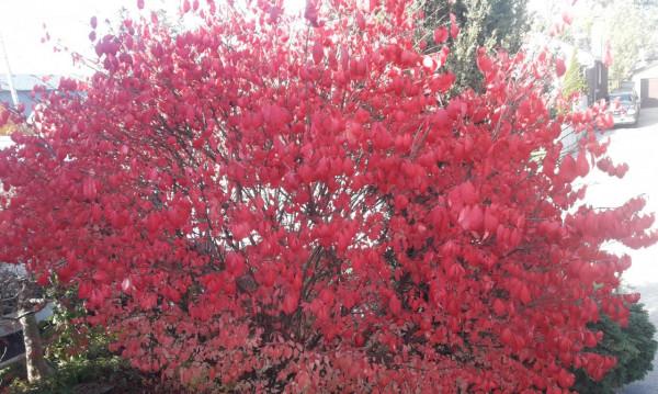太極拳普遍錯解之大觀 太極拳普遍錯解之大觀