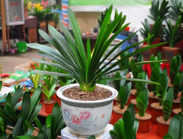 公認的“八種旺財花”,適合養在家裡,不僅寓意好,還很養人 公認的“八種旺財花”,適合養在家裡,不僅寓意好,還很養人