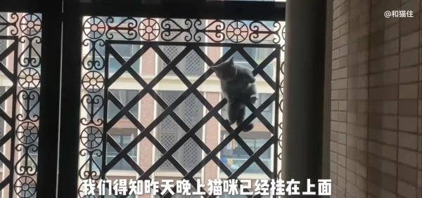 “90後”小夥辭職成為“貓咪消防員”,救了上千只貓,全網粉絲超千萬 “90後”小夥辭職成為“貓咪消防員”,救了上千只貓,全網粉絲超千萬