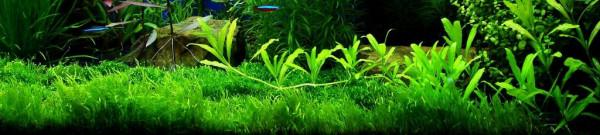 怎樣才能養出一缸讓人垂涎的水草