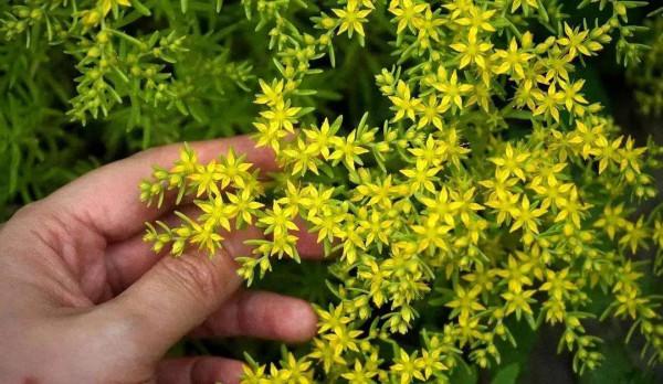 50種多肉開花欣賞，你養的開花了嗎？快來曬曬