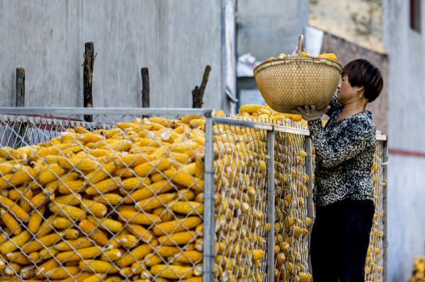 玉米價格波動的背後，已發生“2個變化”！有啥影響？趕緊看看